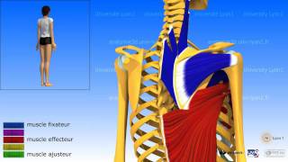 Lépaule ladduction les muscles adducteurs [upl. by Koo104]