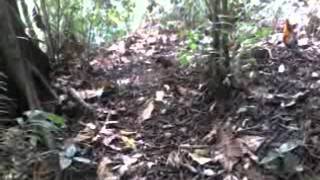 Pikat Ayam Hutan3 [upl. by Dilks459]