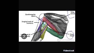 Axillary Nerve Bangla Demoএক্সিলারি নার্ভ বাংলা ডেমো [upl. by Jori]