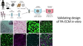 Validating the custom design PAECM 3D invitro model to replicate in vivo PDAC behaviour Code 679 [upl. by Llenhoj]