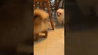 Pomeranian puppy having fun running and barking cutely [upl. by Ettelimay]