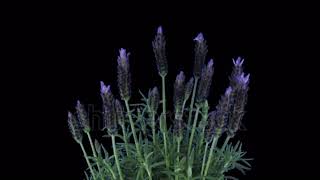 Growing Lavender Timelapse Speed Footage [upl. by Abelard]