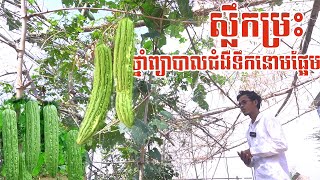 ដើមម្រះថ្នាំព្យាបាលជំងឺទឹកនោមផ្អែម នឹង​​ មហារីក​  Advantage of Momordica charantia Linn [upl. by Novehc77]