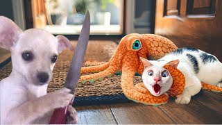 New funny dog and cats Laugh Till You Cry with These Funny Animal Clips 😂🐱 [upl. by Jessen805]