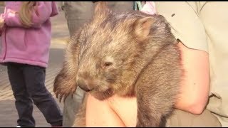 Holding an Australian Wombat [upl. by Ecilegna]