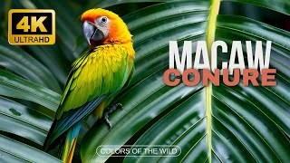 Macaw amp Sun Conure 🦜Colorful Birds In The Wildlife 🌸The Color of Birds in 4K UHD [upl. by Gwyneth]