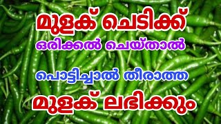 നൂറ് ശതമാനം ഫലം  ഒറ്റ പ്രാവശ്യം ചെയ്താൽ മതി  മുളക് കൃഷി Pachamulak Krishi Malayalam [upl. by Akcirehs161]