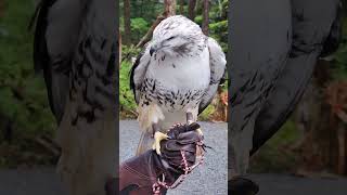 Meet Koyu one of our amazing Redtailed Hawks DidYouKnow Hawks unique [upl. by Haiel]