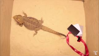 Bearded Dragon responds to different coloured sand [upl. by Zetnwahs]