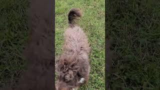 Choco met horses aussiedoodle dogs [upl. by Annaihr265]