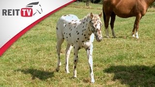 Rasseportrait  Der Appaloosa  die Geschichte der bunten Pferderasse [upl. by Bowne]