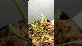 It looks like Alien Tentacles CarnivorousPlantGrowing shorts timelapse [upl. by Livingstone192]