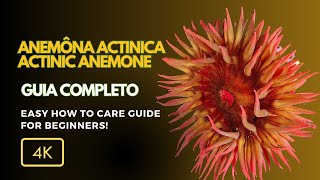 Tudo Sobre Anêmona Actinica Actinia spp Beleza e Cuidados no Seu Aquário [upl. by Ahsitel704]