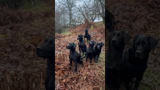 Labrador Retrievers waiting patiently while picking up on a Driven Pheasant shoot gundogtraining [upl. by Eberta71]