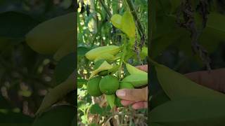 Looking for Oranges on my Arizona Sweet Orange Tree backyardgardening [upl. by Wilhelmina]