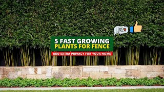 Extra Privacy Ideas 5 Fast Growing Plants for Fence 👍👌 [upl. by Nedrud]