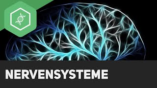 Nervensysteme  Überblick [upl. by Duma]