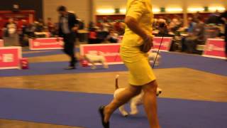 European Dog Show 2013 Jack Russell Terrier Judge Mrs Elisabeth Feuz CH  BM [upl. by Jensen97]