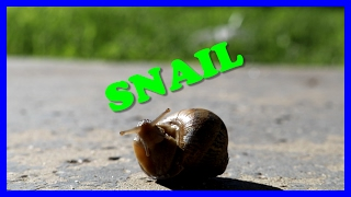 SNAIL Movie Animal Video for Kids [upl. by Ahsinar]