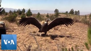 Andean Condor Soars Back to the Wild in Bolivia [upl. by Weig318]