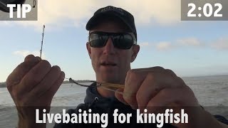 LIVEBAITING FOR KINGFISH [upl. by Yorel]