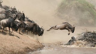 During the great migration in Kenya [upl. by Casimire]