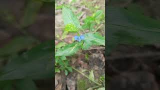 ফুলের নাম কানছেড়া কানচেড়াকানচুরাকানাইয়া বৈজ্ঞানিক নাম Commelina benghalensis [upl. by Noskcire863]