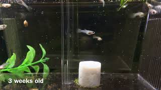 Dumbo Guppy Fry Growth Newborn to Adults [upl. by Holms]