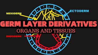 Germ layer derivatives  ENDODERM ECTODERM MESODERM  Organs and tissues [upl. by Galer823]