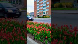 Повсюду тюльпаны Tulips are everywhere Tulpaner finns overallt [upl. by Hpseoj]