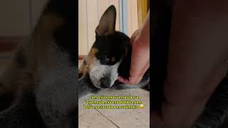 Tem como não amar blueheeler boiadeiroaustraliano cachorro filhotedecachorro amordepet pets [upl. by Patrizio]