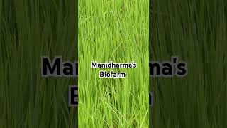 Explore with me biofertilizer manidharma [upl. by Otero737]