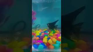 Angel fish breeding trending aquariumfish subscribe aquariam shortvideo [upl. by Linker421]