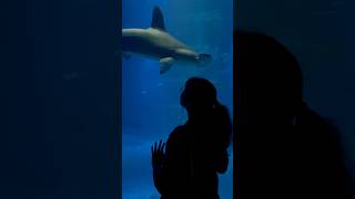 whaleshark biggestaquarium bigfish tank giant travel largest indian youtubeshorts ytshorts [upl. by Keviv]