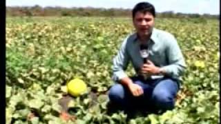 Produção de melão na comunidade Pau Branco zona rural de Mossoró [upl. by Lekym]