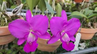 Cattleya walkeriana Feiticeira SMJOGA [upl. by Aticilef]