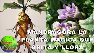 MANDRÁGORA LA PLANTA MÁGICA QUE GRITA Y LLORA [upl. by Massimiliano]