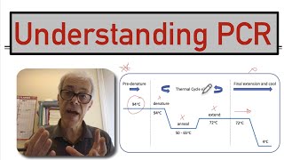 Understanding PCR [upl. by Arnie]