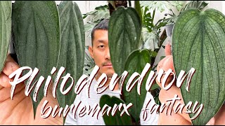 Philodendron Burlemax Fantasy Care Tips and Propagation in Water and in Moss  WITH UPDATES [upl. by Haiasi]