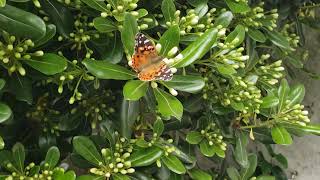 Mariposa en el pittosporum [upl. by Lenra]