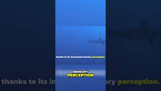 Unveiling the Hammerhead Shark Master of Ocean Sensing [upl. by Sergu862]