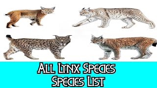 All Lynx Species  Species List [upl. by Maible]