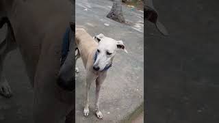 veetla Thandama irukuran trending funny doganimallover shortsvideo [upl. by Parris]