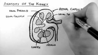 Renal Anatomy 1  Kidney [upl. by Nylirej]