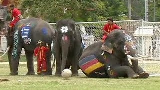 Thai elephants take part in World Cup warmup [upl. by Eilesor]