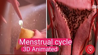 The Secret Behind Menstrual Cycles Revealed  Ovulation 3D Animation [upl. by Tandie]