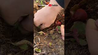 Picking fresh Houttuynia cordata in the field [upl. by Imeaj35]