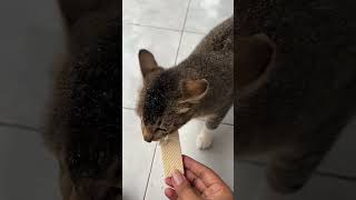 kucing pemakan waper [upl. by Pantia]