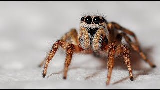 Najgorsze duże pająki 🕷top jadowite straszne pajęczaki 🕷🕷🕷😱 [upl. by Xyla]