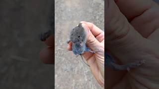 California Vole Rescued [upl. by Lleneg]